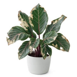 Calathea — Inconsistent Watering — Boom-Bust Cycle