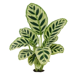 Calathea — Substrate pH Lock-Out