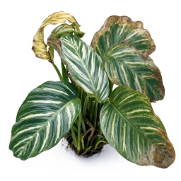 Calathea — Chlorine & Fluoride Tip Toxicity