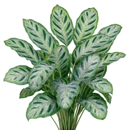 Calathea — Weak Water-Propagated Roots Failing to Transition