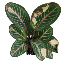 Calathea — Calathea Leaf Curling — Underwatering, Low Humidity or Heat Stress