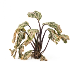 Calathea — Calathea Fading Leaf Pattern — Light Bleaching & Pigment Loss