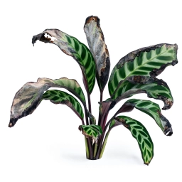 Calathea — Calathea New Growth Dying — Unfurling Leaves Rotting Before Opening