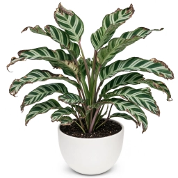 Calathea — LED Grow Light Burn — Bleaching & Necrosis from Artificial Light
