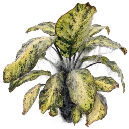 Calathea — Root-Bound Stress — Impacted Root System in Undersized Pot