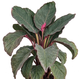 Calathea — Repotting Shock — Post-Transplant Wilting & Stress Response