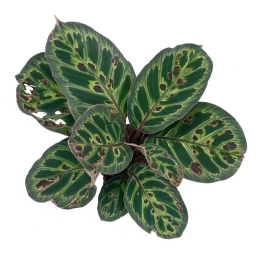 Calathea — Manganese Deficiency — Young Leaf Interveinal Chlorosis & Pale New Growth