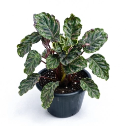 Calathea — Chloramine Water Toxicity — Tip Burn Resistant to Standard Fixes