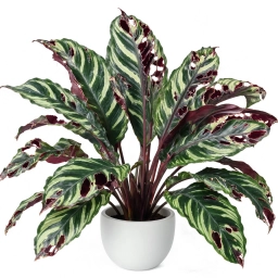 Calathea — No Drainage Hole — Root Rot from Standing Water Accumulation