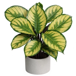 Calathea — Winter Overwatering — Seasonal Watering Frequency Mismatch