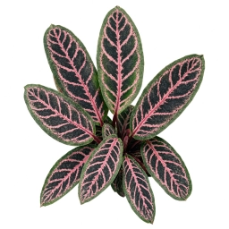 Calathea — White Mineral Deposits on Leaves — Hard Water Calcium & Magnesium Residue