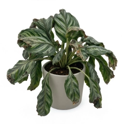 Calathea — Humidity Tray Mould — Stagnant Water Breeding Fungus Gnats & Mould