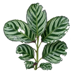 Calathea — Pothos Spider Mites — Fine Webbing and Stippled, Pale Leaves