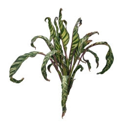 Calathea — Pothos Leaf Curling — Dehydration Stress, Cold & Root Restriction