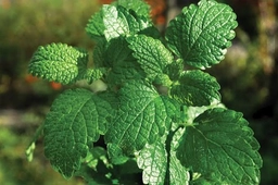 Wilting Mint Despite Regular Watering � mint plant care