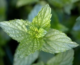 Mint Leaves Tasting Bitter � mint plant care