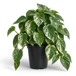Pothos care guide