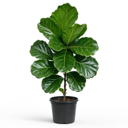 Fiddle Leaf Fig