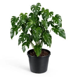 Monstera
