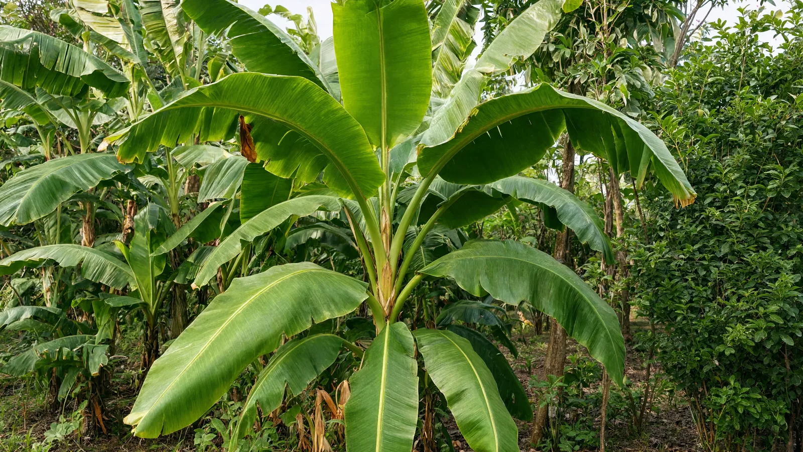 Banana plant with large broad tropical leaves