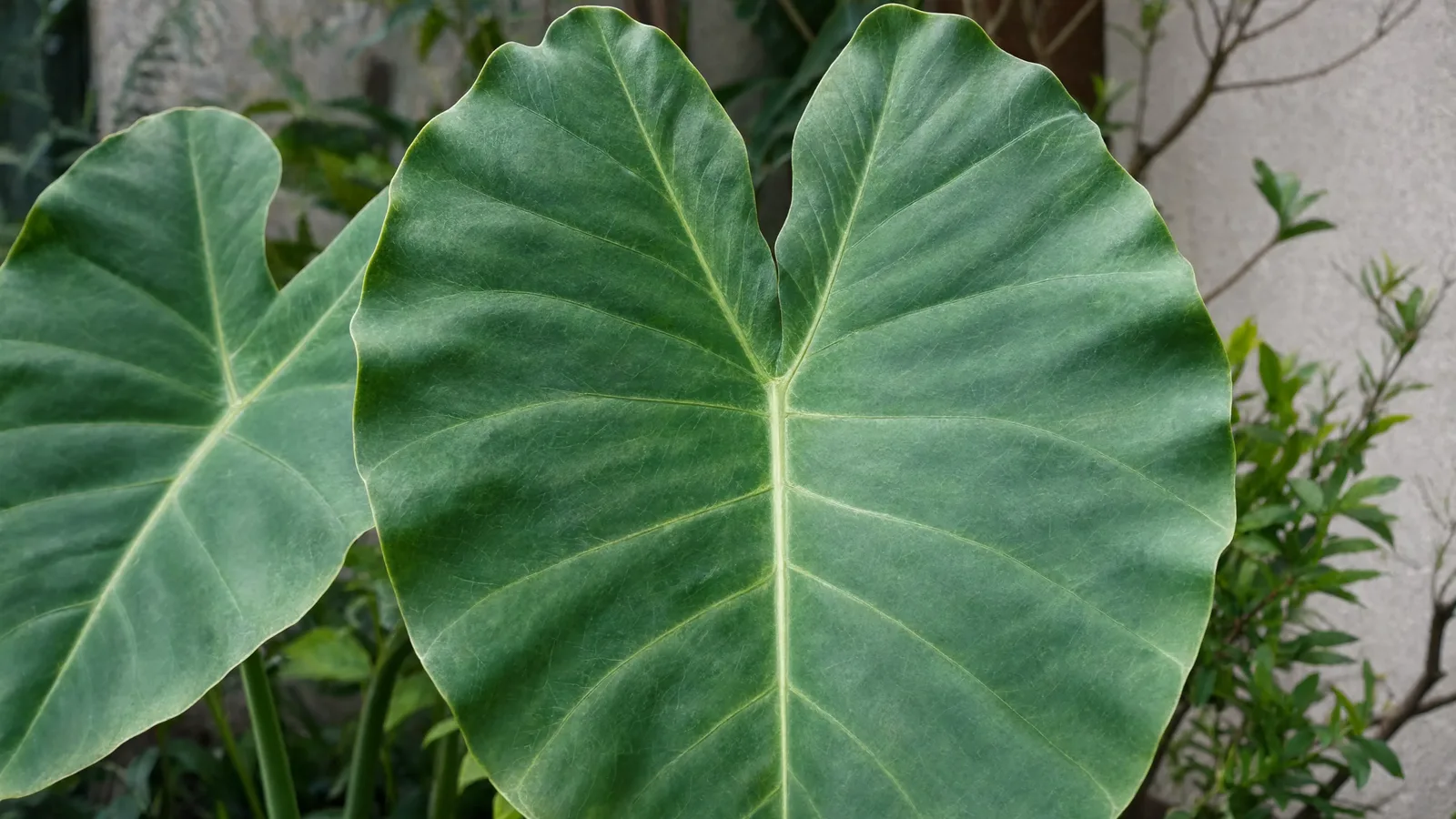 Colocasia with large heart-shaped elephant-ear leaves