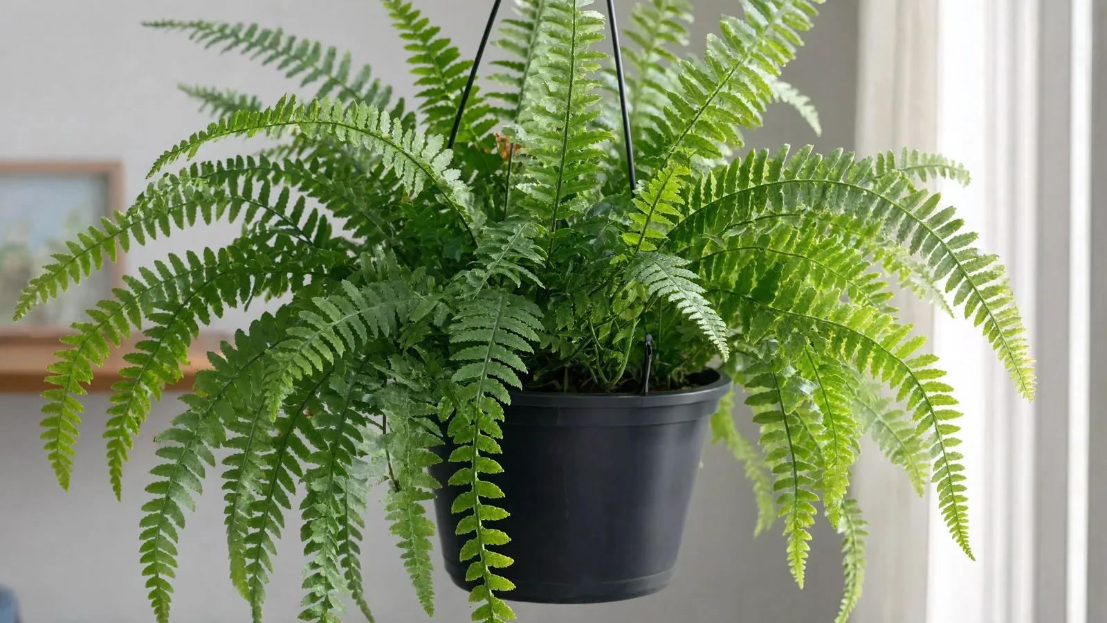 Lush green fern with delicate fronds