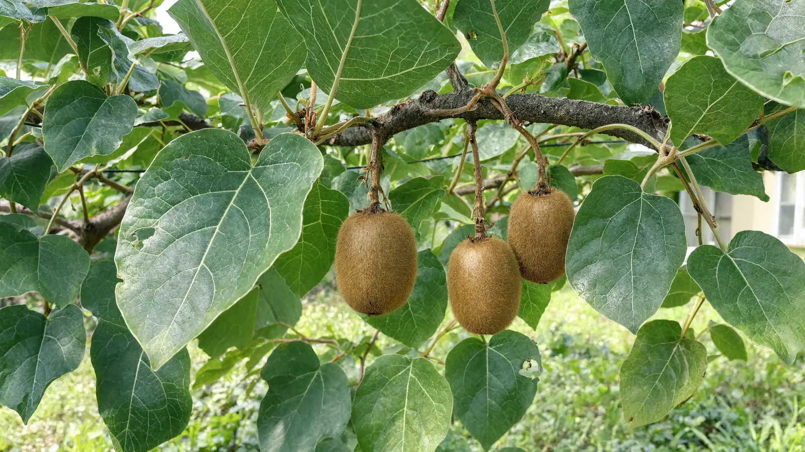 Kiwi vine with heart-shaped leaves and fuzzy brown kiwi fruit
