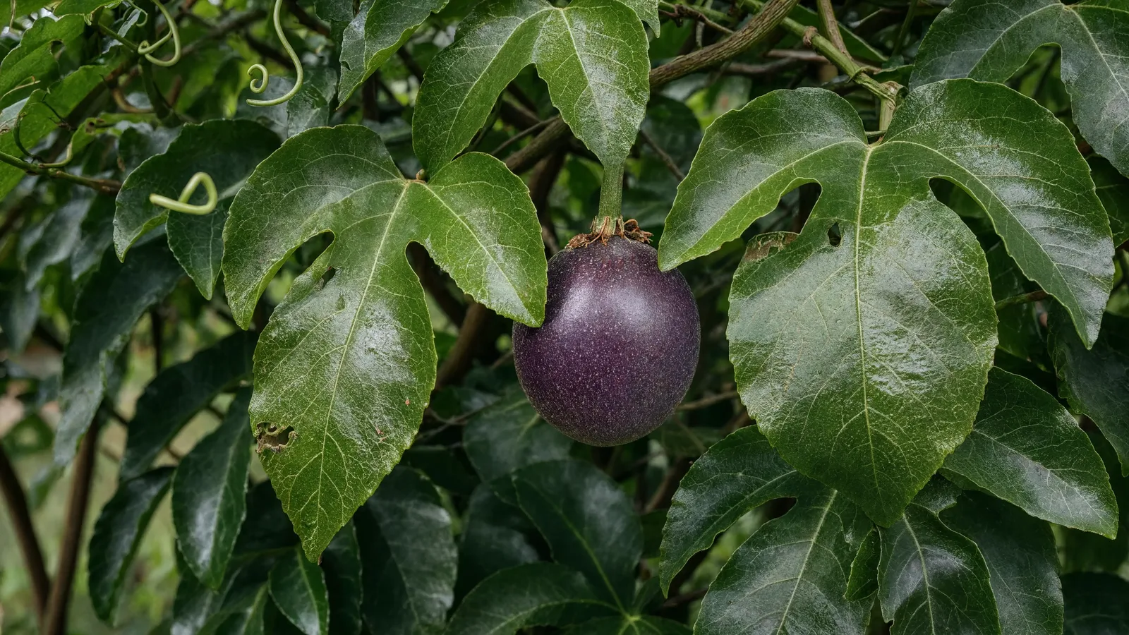 Passion fruit vine with lobed leaves and a ripe purple passion fruit