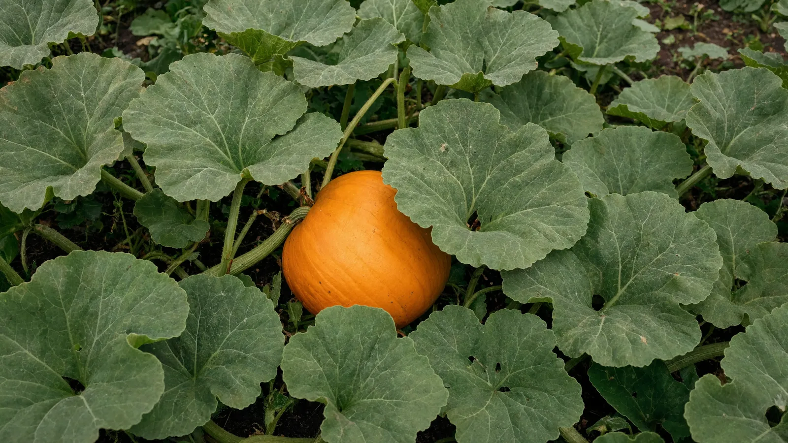 Pumpkin plant with large green leaves and a ripening orange pumpkin on the vine