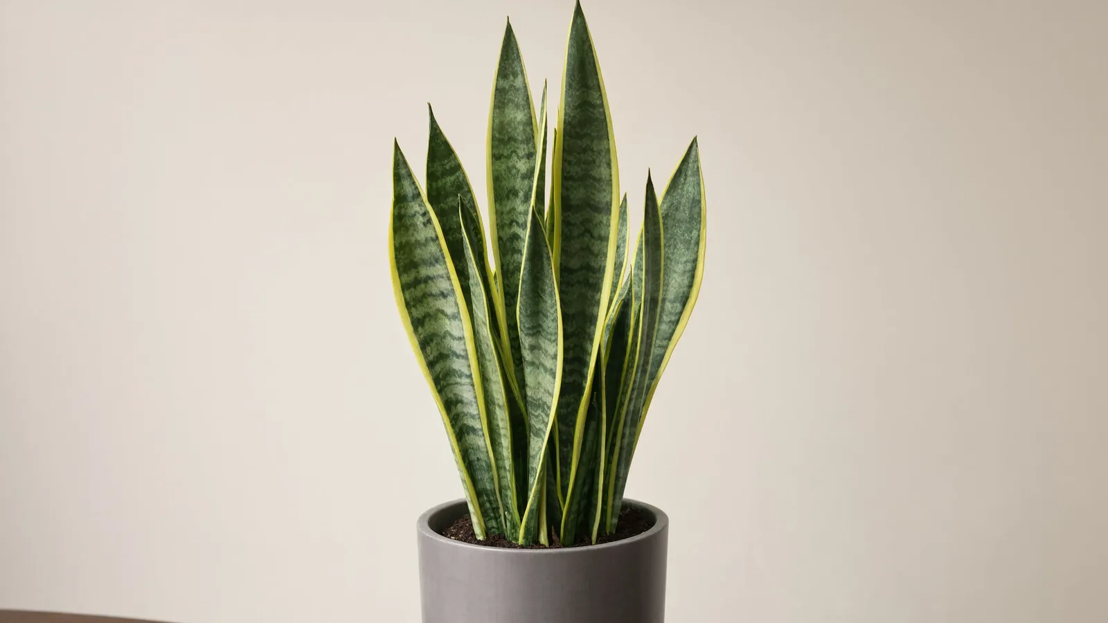 Snake Plant