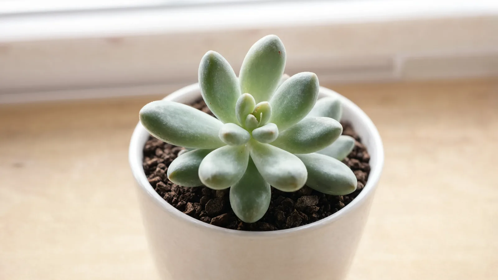 Small potted succulent with plump rosette leaves