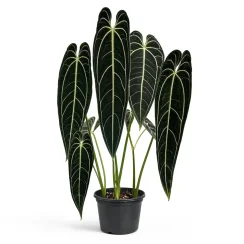 Etiolation — Leggy, Weak Growth from Insufficient Light — monstera plant care