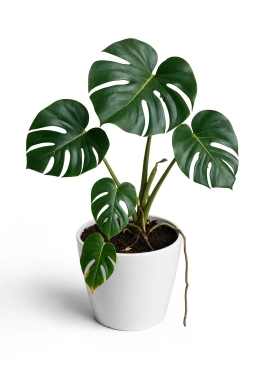 Interveinal Chlorosis — Iron or Magnesium Deficiency — monstera plant care
