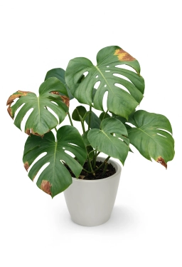 Thrips Infestation — Silvery Stippling & Black Frass — monstera plant care