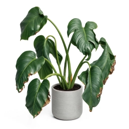 Whitefly — Trialeurodes Clouds on Undersides — monstera plant care