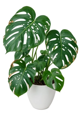 Chewing Damage — Caterpillars & Leaf-Eating Larvae — monstera plant care