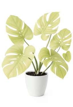 Anthracnose — Colletotrichum Leaf Blight — monstera plant care