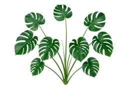 Fusarium Wilt — Vascular Browning & Collapse — monstera plant care