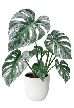 Fungus gnats around Pothos — Bradysia larvae and adult fly management