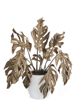 Failure to Fenestrate — Immature, Holeless Leaves — monstera plant care