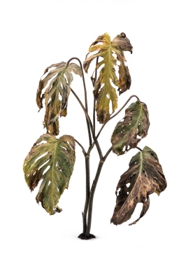 Monstera — Anthracnose — Colletotrichum Leaf Blight