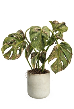 Nitrogen Deficiency — Uniform Pale Older Leaves — monstera plant care