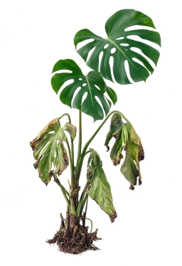 Monstera — Guttation — Sap Droplets on Leaf Margins