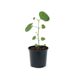Calcium Deficiency — Deformed New Leaves — monstera plant care