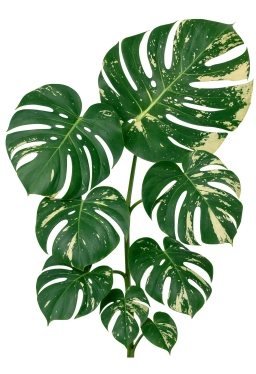 Underwatering & Chronic Drought Stress â monstera plant care