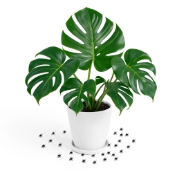 Compacted, Anaerobic Substrate â monstera plant care