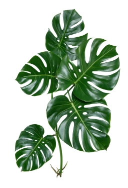 Monstera — Potassium Deficiency — Marginal Scorch