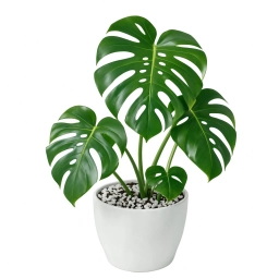 Phosphorus Deficiency — Purple-Tinted Leaves & Stunted Growth — monstera plant care