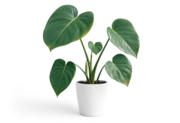 Zinc Deficiency — Small, Distorted New Leaves & Shortened Internodes — monstera plant care