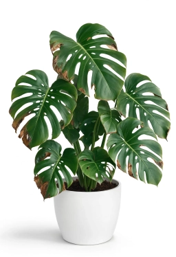 LED Grow Light Burn â Bleaching & Necrosis from Artificial Light â monstera plant care